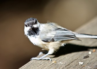 Beautiful isolated image of a cute black-capped chickadee bird