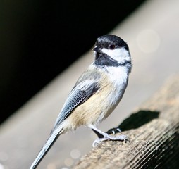 Beautiful isolated photo of a cute black-capped chickadee bird