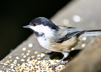 Beautiful isolated picture of a cute black-capped chickadee bird