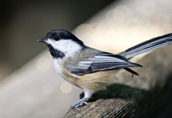 Beautiful isolated image of a cute black-capped chickadee bird