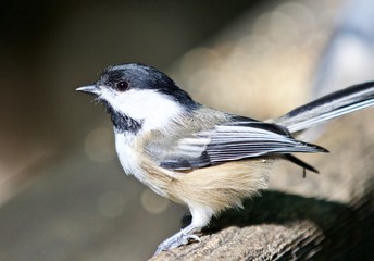Beautiful isolated photo of a cute black-capped chickadee bird