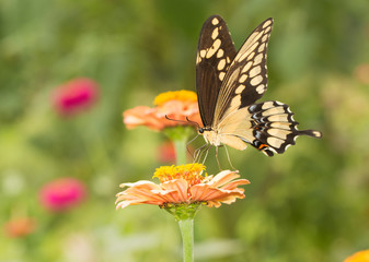Beautiful Giant Swallowtail butterfly in summer garden
