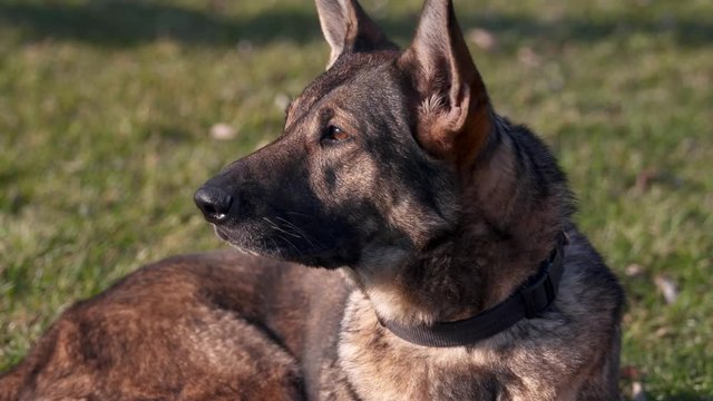 german shepard dog lying in grass and watching