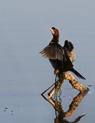 Pygmy Cormorant, Phalacrocorax pygmaeus