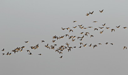 Flock of birds, greylag goose (Anser anser) in flight 