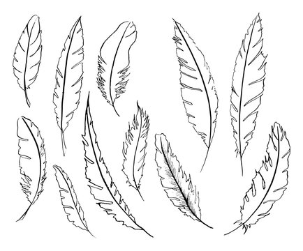Monochrome black and white bird feather vector set