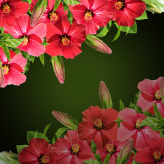Beautiful floral background of red hibiscus 