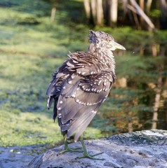Beautiful picture with a funny black-crowned night heron shaking her feathers on a rock