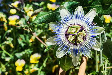 Passion or Passiflora - blooming tropical flower .