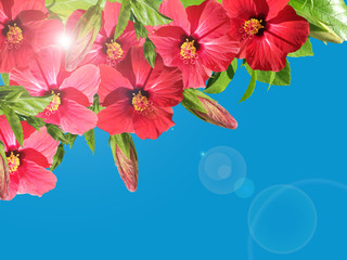 Red hibiscus flowers on a background of sky and sun 