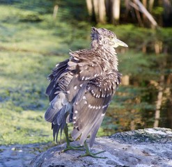 Beautiful photo with a funny black-crowned night heron shaking her feathers on a rock