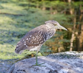 Isolated photo of a funny black-crowned night heron standing on a rock