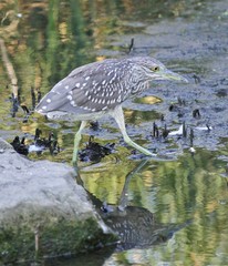 Isolated image of a funny black-crowned night heron walking towards the shore