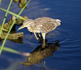 Isolated image of a funny black-crowned night heron walking in the water