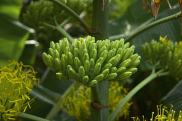 Tropical Plant On Greem Background