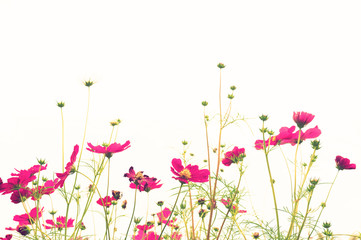 Obraz na płótnie Canvas Soft focus colorful cosmos flower ,vintage pastel background