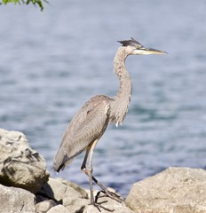 Beautiful isolated photo with a funny great heron standing on a rock shore