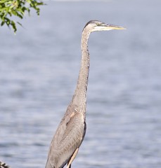 Beautiful isolated image with a funny great heron standing on a rock shore