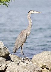 Beautiful background with a funny great heron standing on a rock shore