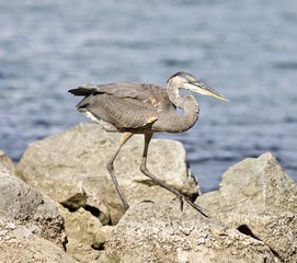 Beautiful background with a funny great heron standing on a rock shore