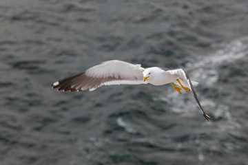 seagull in flight