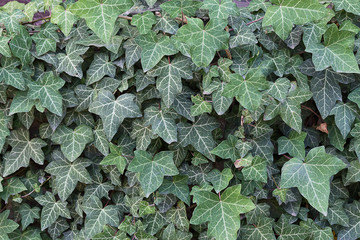 green floral background with ivy leaves closeup
