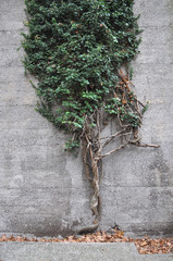 Ivy plant on wall