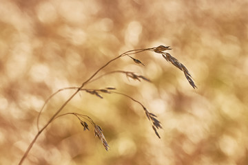 Macro dry grass
