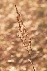 Fototapeta premium Macro dry grass