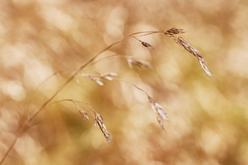 Fototapeta na wymiar Macro dry grass