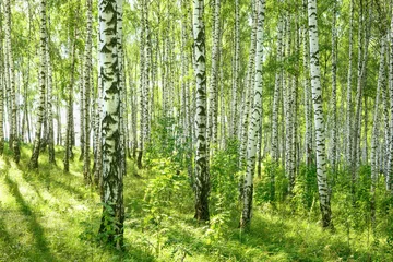Zelfklevend Fotobehang summer in sunny birch forest © janbussan