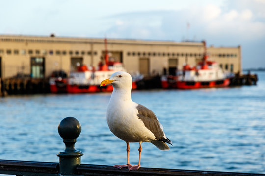 A Western Sea Gull perches on the railing of a pedestrian walkway overlooking San Francisco Bay in the Embarcadero district.
