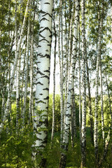 summer in sunny birch forest