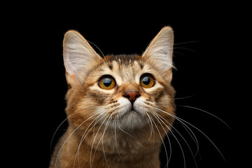 Close-up Portrait of pedigree orange Somali kitty on isolated black background