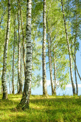 summer in sunny birch forest - 131026369