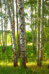 summer in sunny birch forest