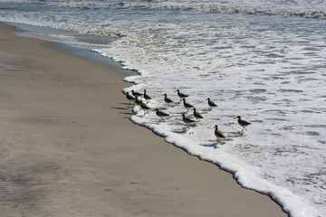 Flock of beach birds.   North Carolina coastal scene.  