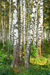 summer in sunny birch forest