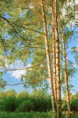 summer in sunny birch forest