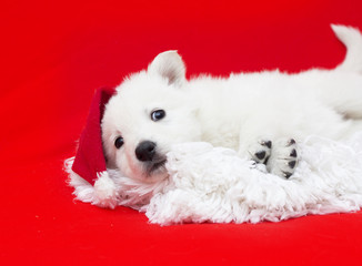 puppy in a Christmas hat