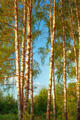 summer in sunny birch forest