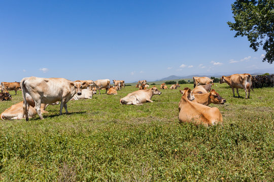 Dairy Cows Field