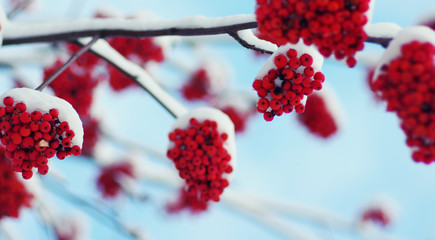  rowan covered with the snow