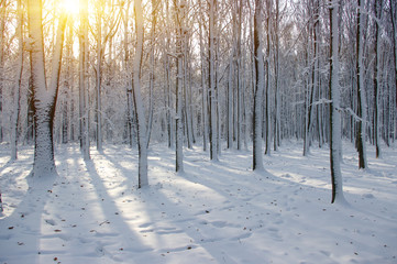 Sunset in the wood