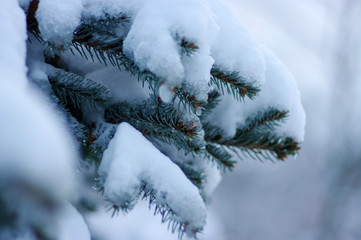 Spruce branches covered with snow