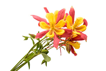 aquilegia flower isolated