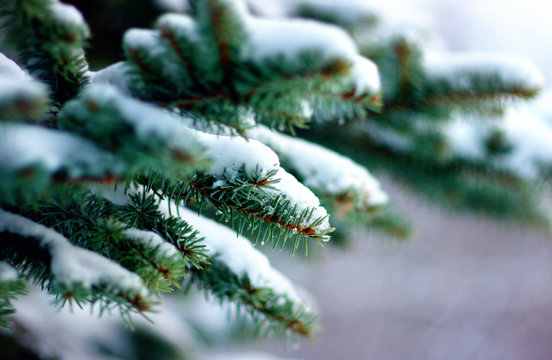 Fototapeta Spruce branches covered with snow