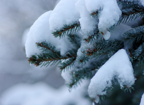 Fototapeta Spruce branches covered with snow