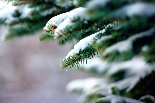 Fototapeta Spruce branches covered with snow