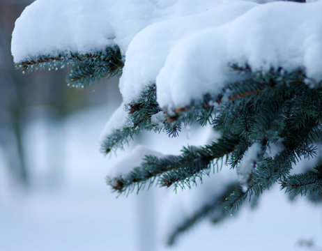 Fototapeta Spruce branches covered with snow